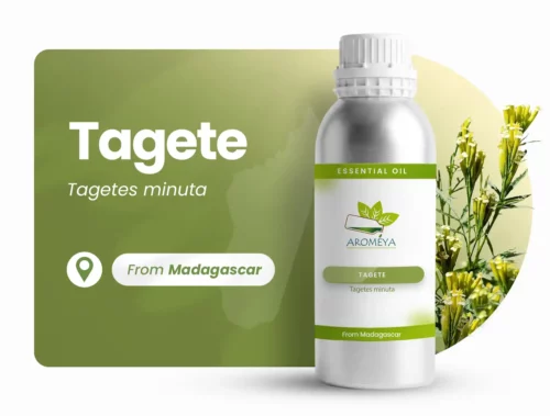 Tagète minuta de Madagascar