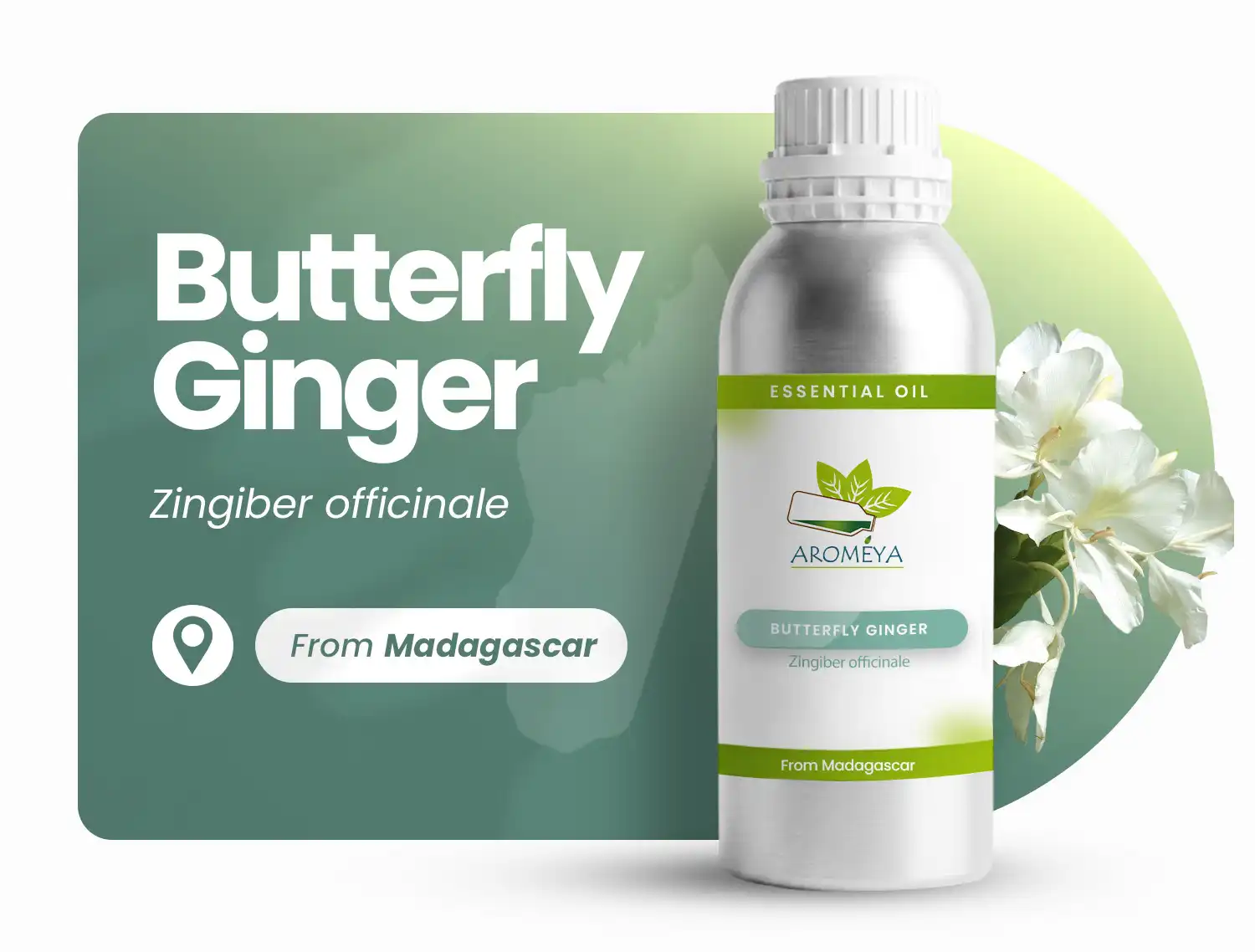 Butterfly ginger of Madagascar