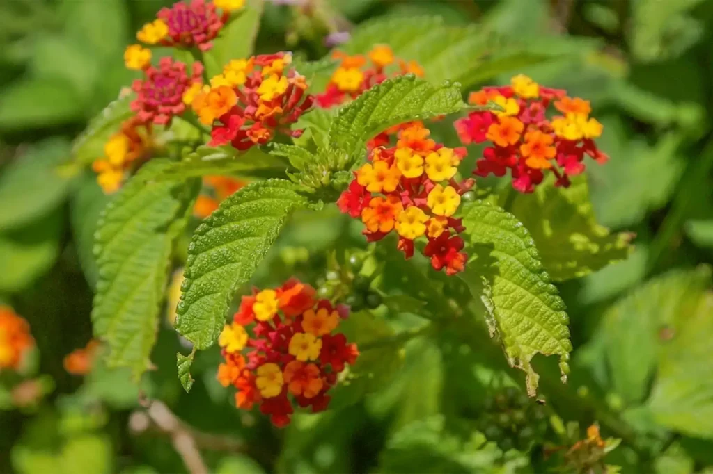 A vibrant close-up of Lantana camara flowers in Madagascar, showing dense clusters of tiny yellow, orange, and red blossoms set against bright green, textured serrated leaves.