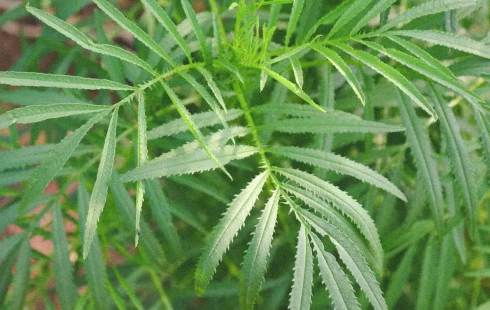 Close-up of Tagetes minuta leaves, showcasing their detailed texture and fine serrated edges