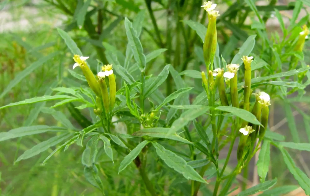 Close-up of Tagetes minuta flower with a soft, blurred green background