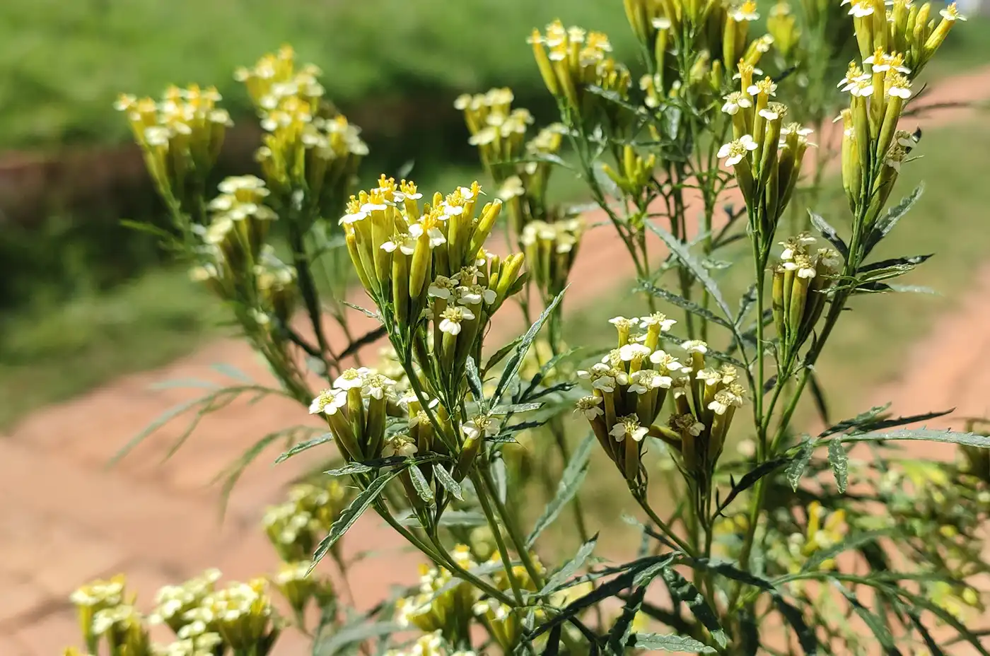 Tagetes minuta of Madagascar
