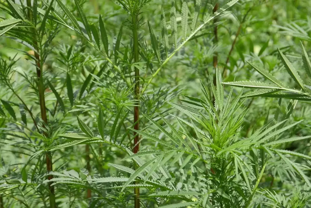 A medium close-up of several Tagetes minuta plants, growing in a field. The image highlights the plant's distinctive long, slender, and deeply serrated green leaves arranged along upright, reddish-brown stems. The dense, feathery foliage is shown in sharp detail against a soft-focus green background, showcasing the source of Tagetes essential oil.