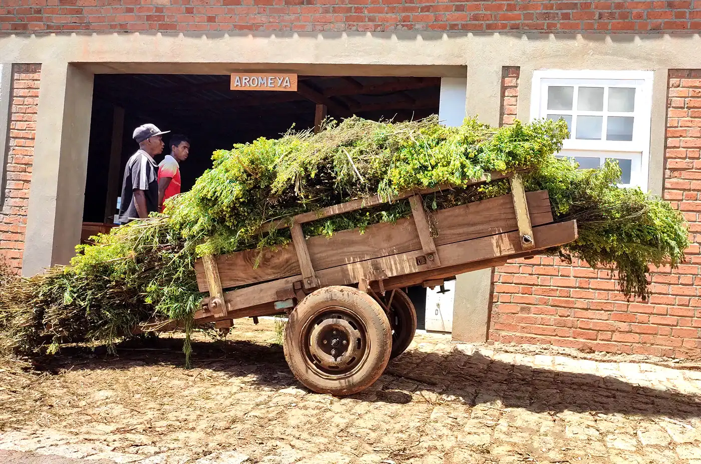Tagetes minuta of Madagascar