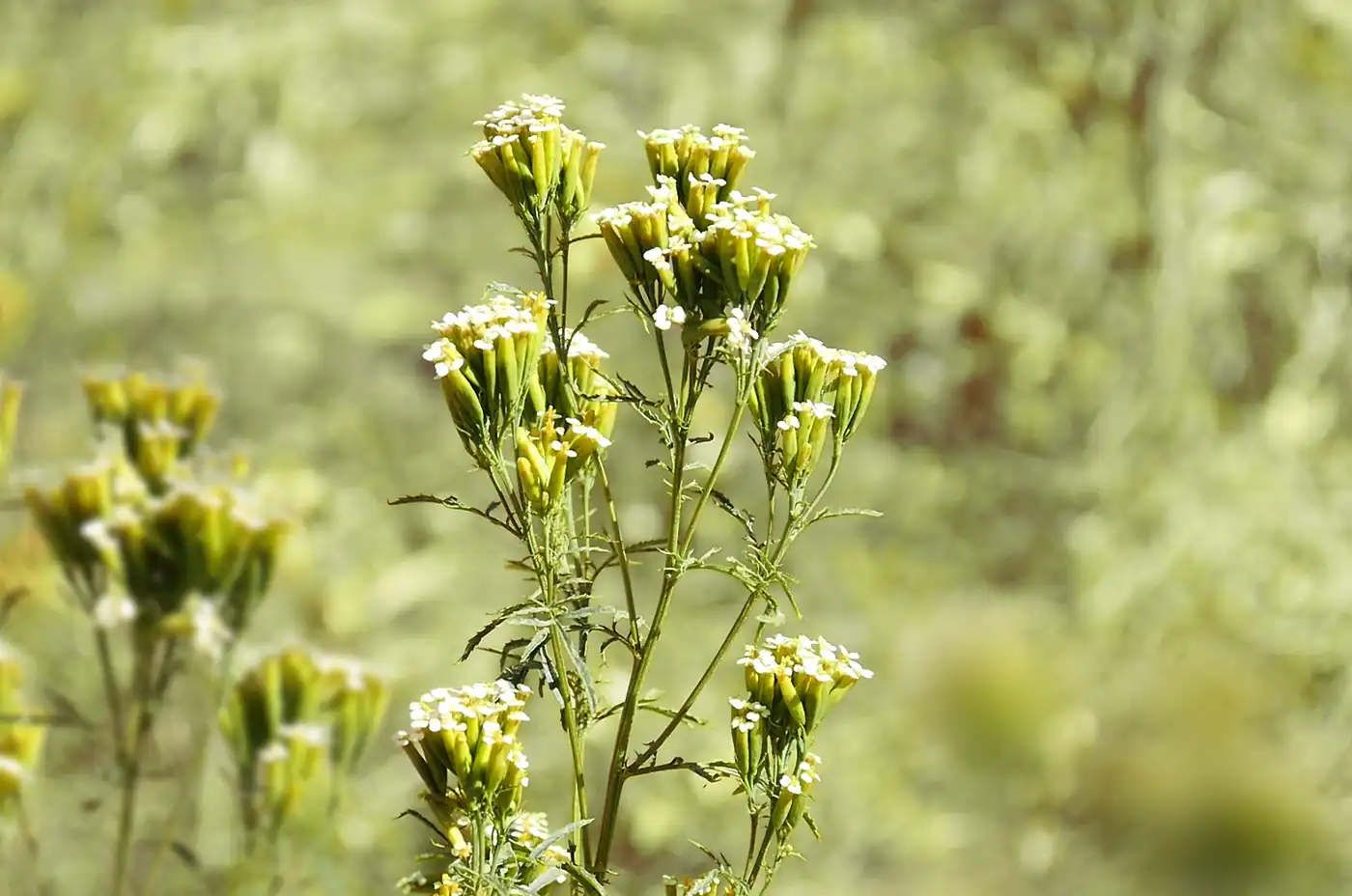 Tagetes minuta of Madagascar