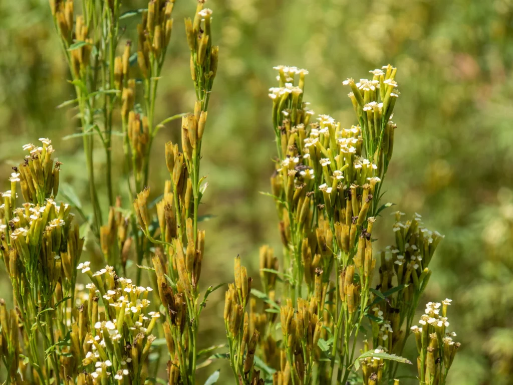 Close-up of a mature Tagetes minuta flower, showing its small, yellow daisy-like blooms.