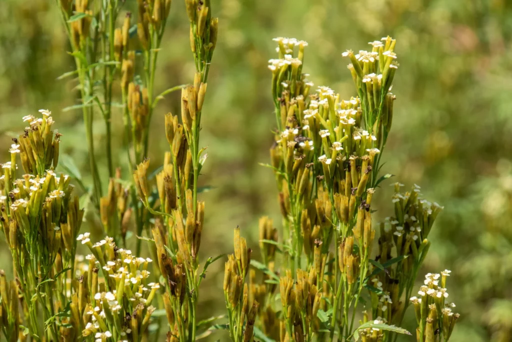 Close-up of a mature Tagetes minuta flower, showing its small, yellow daisy-like blooms.