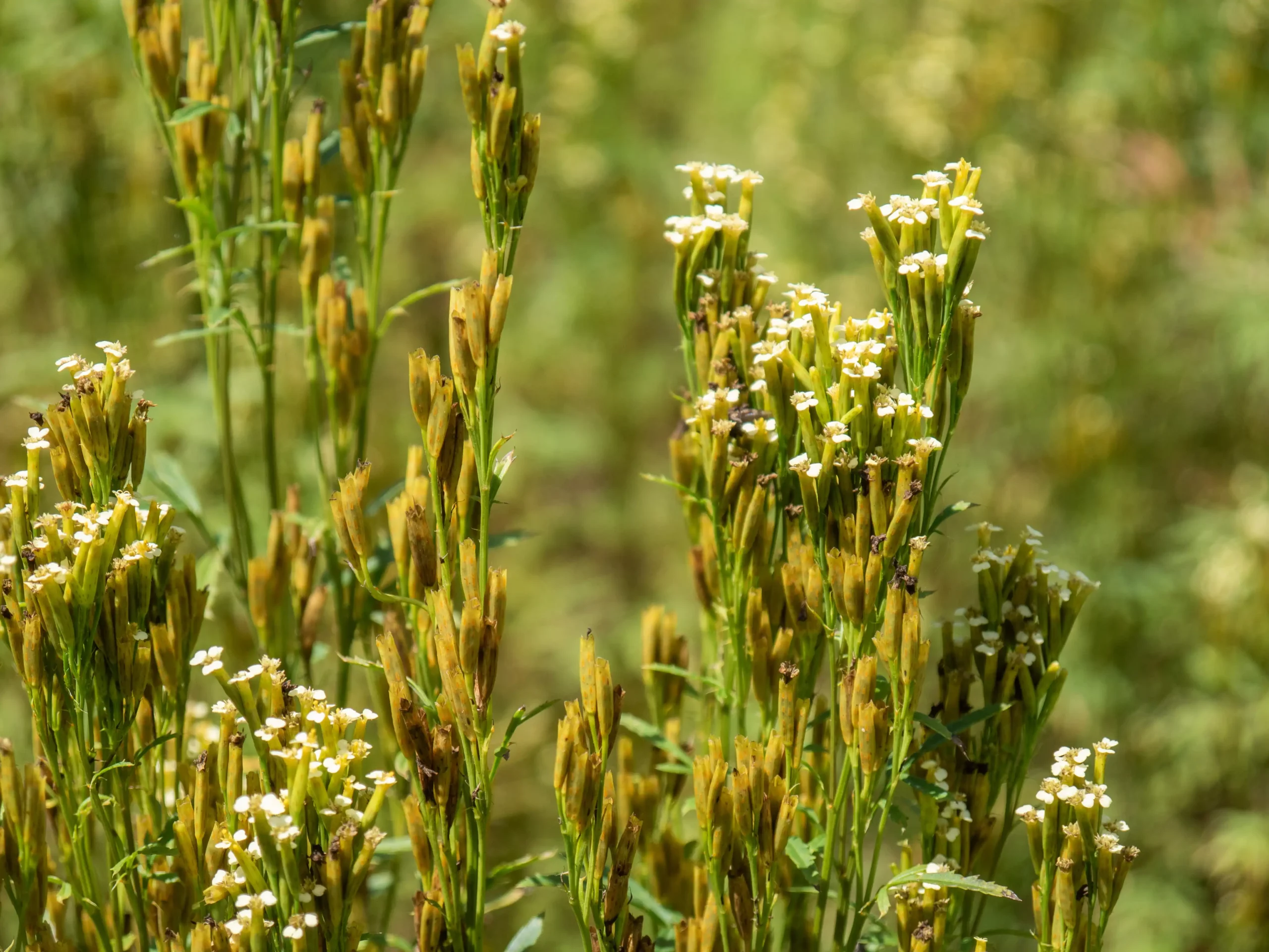 Close-up of a mature Tagetes minuta flower, showing its small, yellow daisy-like blooms.