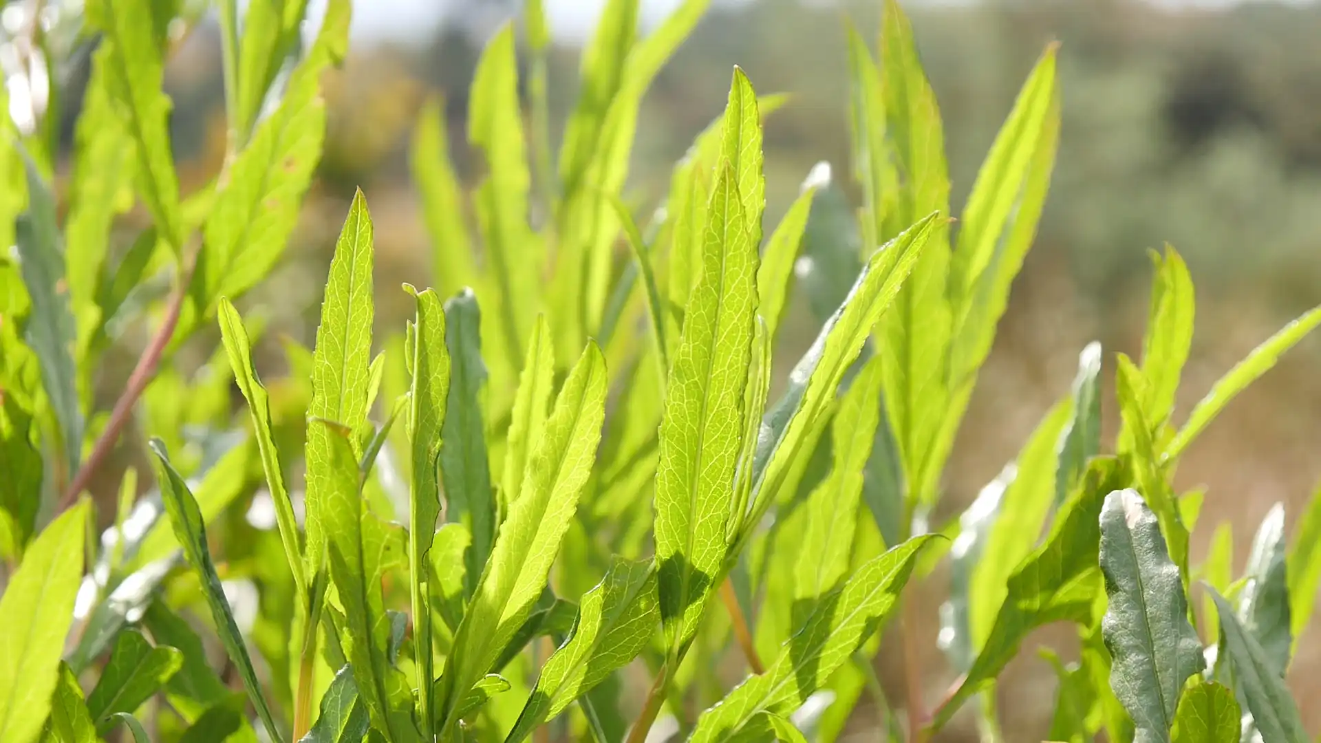 Iary de Madagascar (Dingadingana)