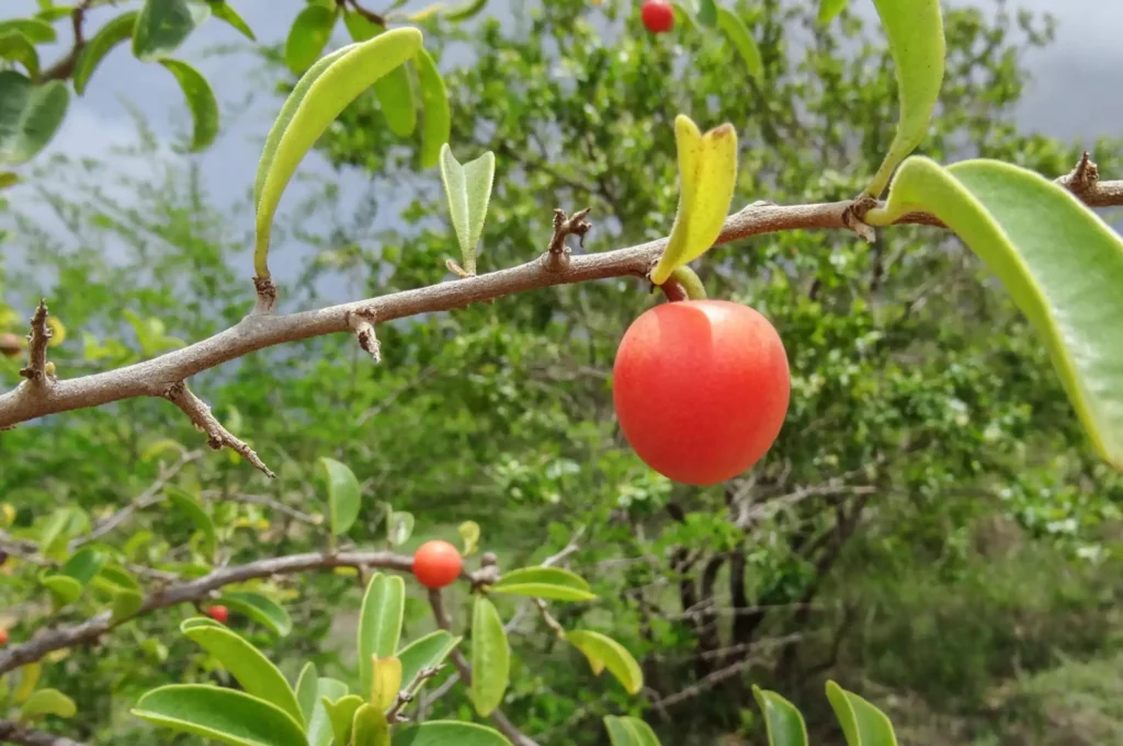Orange to red Ximenia fruit with a green bokeh background