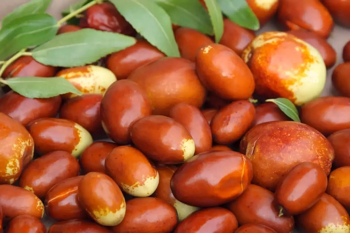 Brown textured Jojoba fruit accompanied by its green leaves