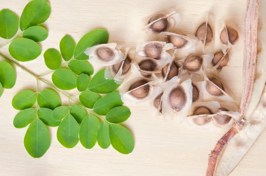 Moringa seeds displayed with fresh green moringa leaves on the side