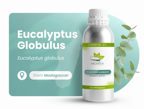 Eucalyptus globulus de Madagascar