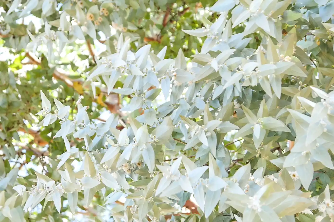 Eucalyptus globulus of Madagascar