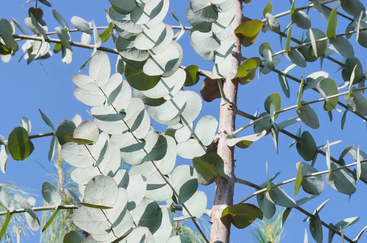 Eucalyptus globulus of Madagascar
