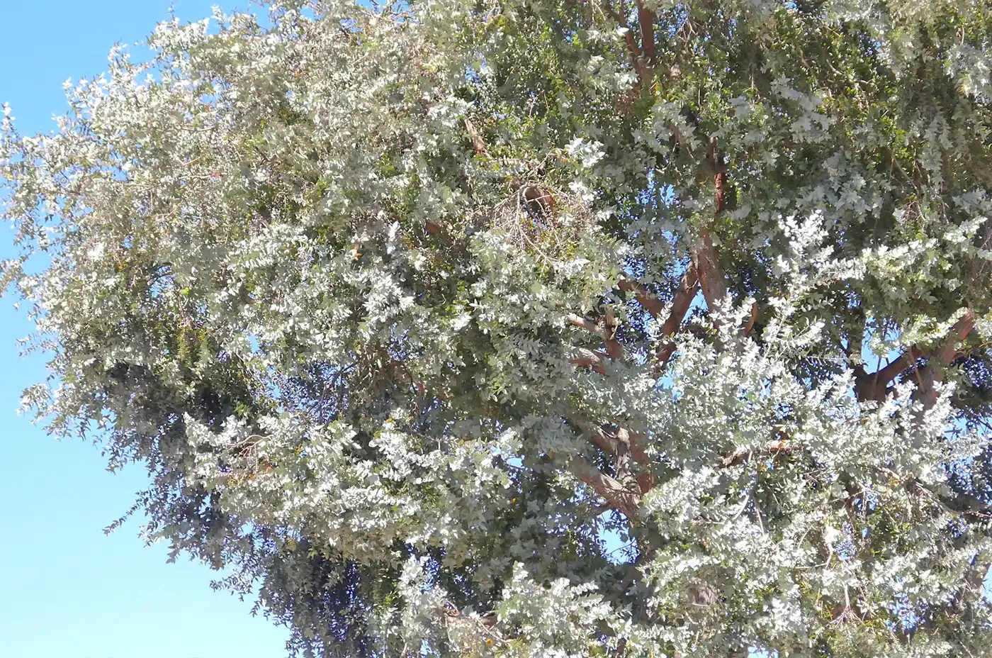 Eucalyptus globulus of Madagascar