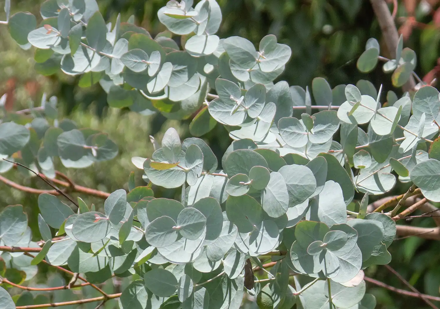 Close-up of young, slightly rounded eucalyptus globulus leaves.