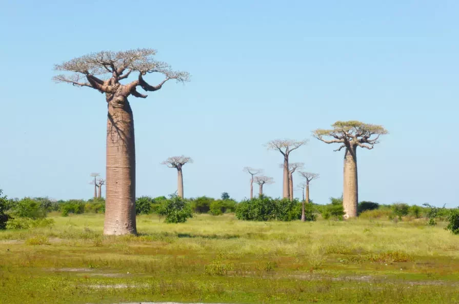 Huile végétale de baobab de Madagascar, reconnue pour ses propriétés nourrissantes, régénérantes et protectrices, idéale pour sublimer la peau et les cheveux.