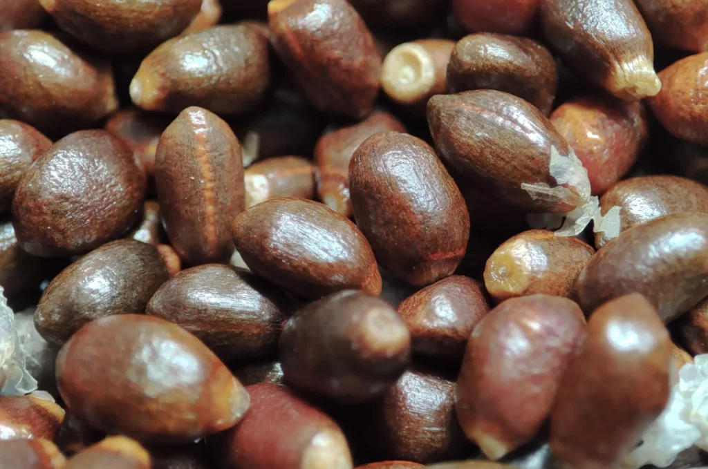 Huile essentielle de graine de Longoza de Madagascar, reconnue pour son parfum caractéristique et ses propriétés aromatiques naturelles.