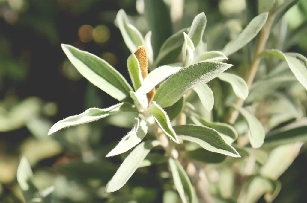Huile essentielle d’Hélichryse de Madagascar, proposée en vrac et en gros, destinée à l’exportation internationale.