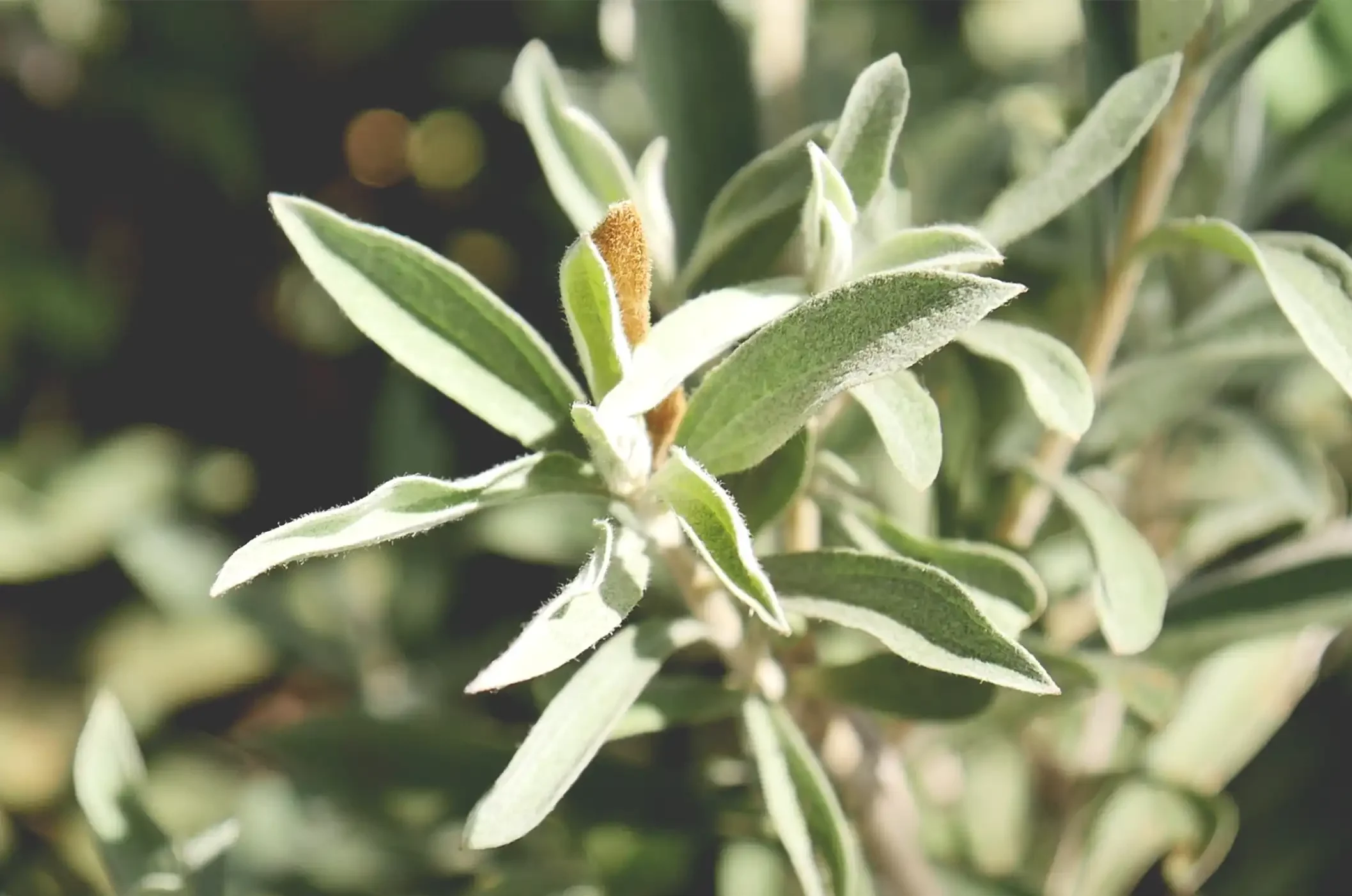 Huile essentielle d’Hélichryse de Madagascar, proposée en vrac et en gros, destinée à l’exportation internationale.