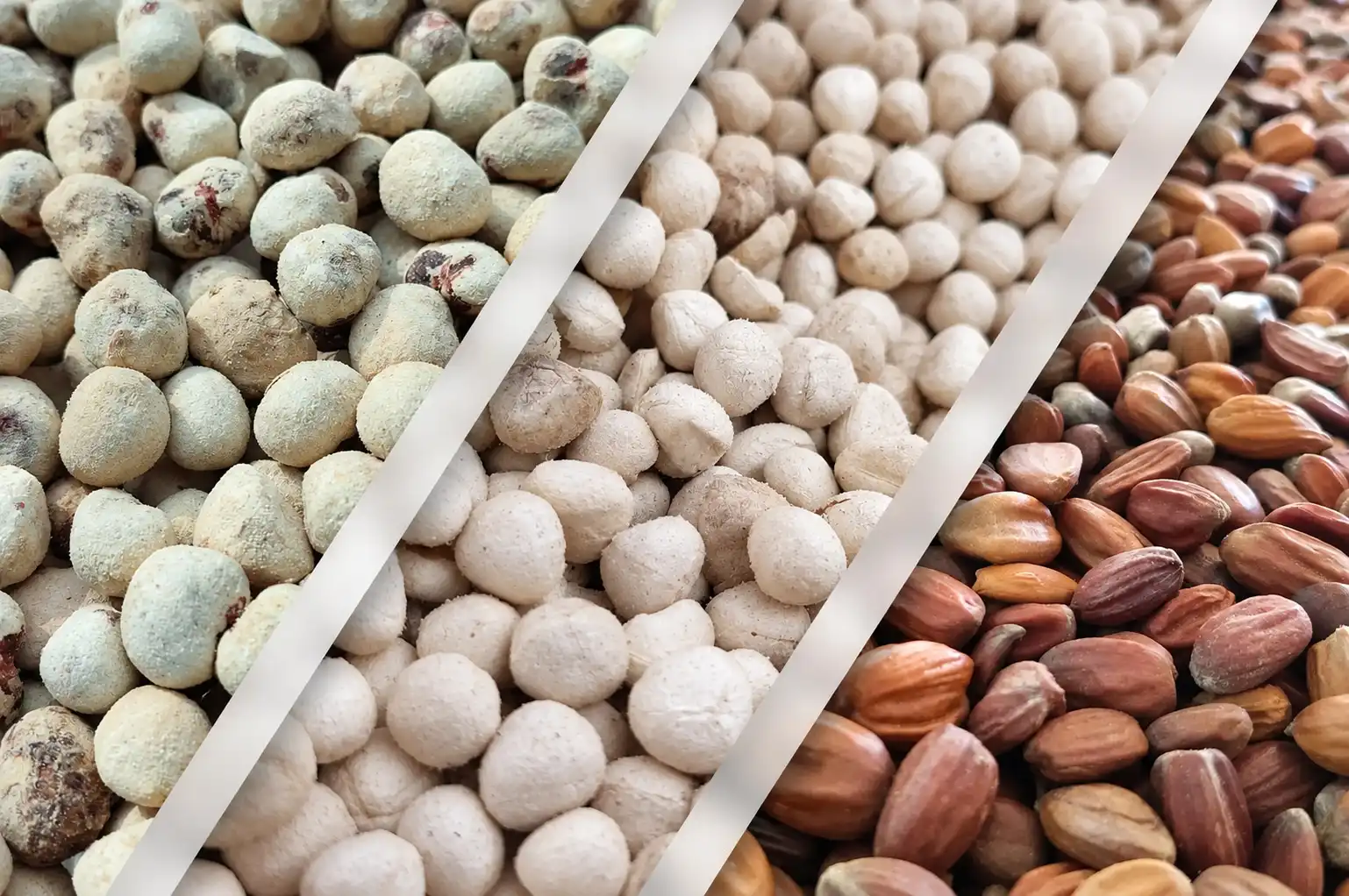 seeds