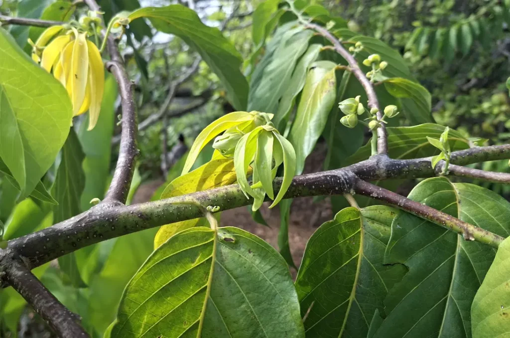 Fresh ylang-ylang (Cananga odorata) flowers blooming on their tree in Madagascar, showcasing their distinctive long yellow-green petals and lush tropical foliage.